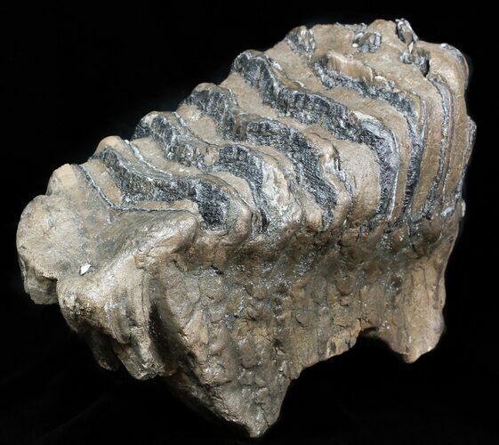 Rare, Southern Mammoth M Molar - Hungary #45383